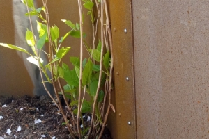 mjh_exterior-garden-curves-rust_IMG_20210510_120441-scaled